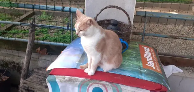 chat lost    Clermont-Ferrand Bouboull