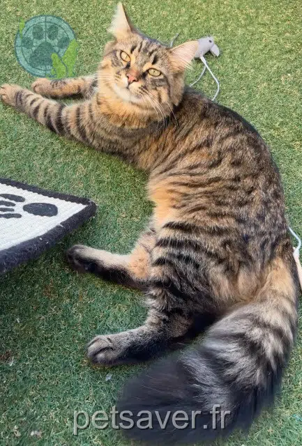 chat lost    Clermont-Ferrand Cookie