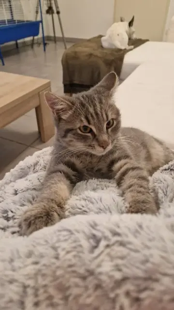 chat lost    Clermont-Ferrand Coyote