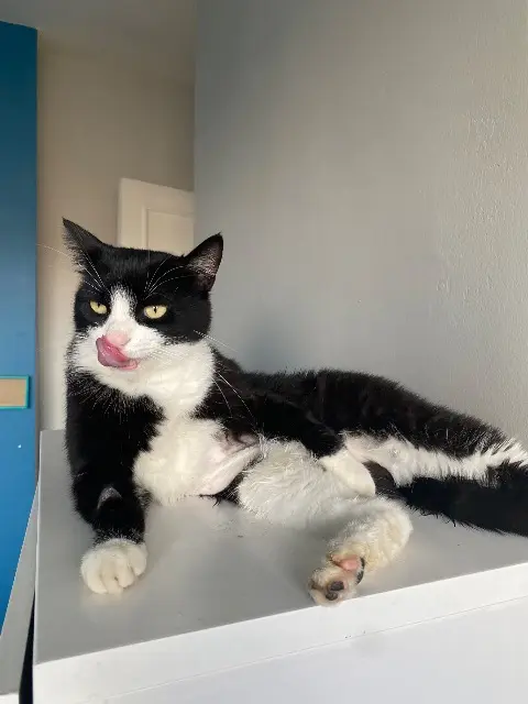 chat lost    Clermont-Ferrand Doudou
