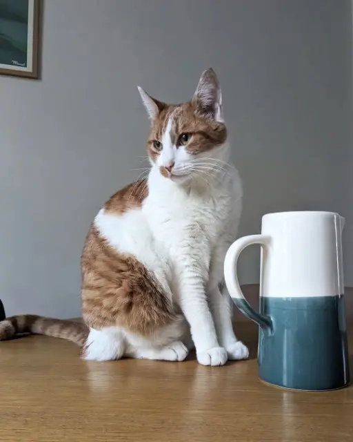 chat lost    Clermont-Ferrand Foxy