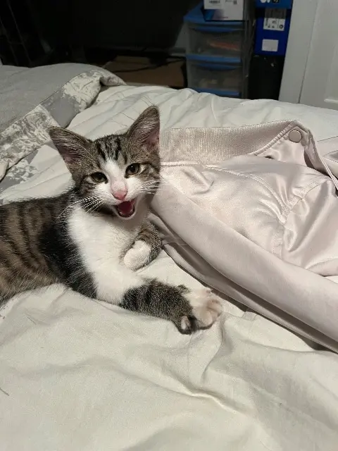 chat lost    Clermont-Ferrand Grisouille