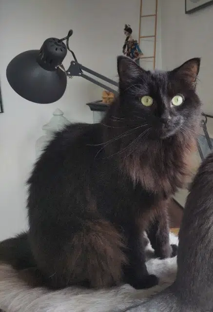 chat lost    Clermont-Ferrand Mei