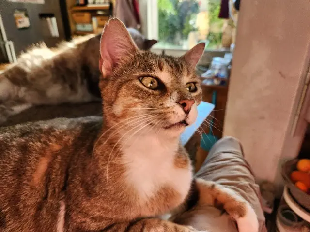 chat lost    Clermont-Ferrand Pixel