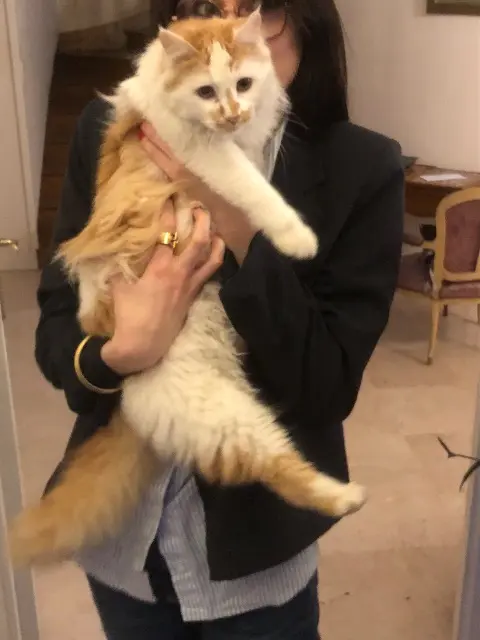 chat lost    Clermont-Ferrand Poti