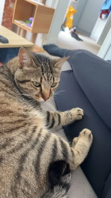 chat lost    Clermont-Ferrand Celinoux