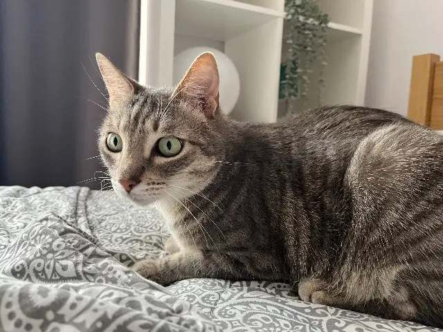 chat lost    Clermont-Ferrand Gigi