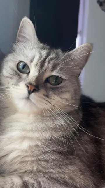 chat lost    Clermont-Ferrand Gribouille