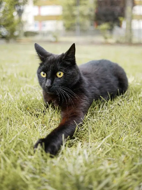 chat lost    Clermont-Ferrand Kun