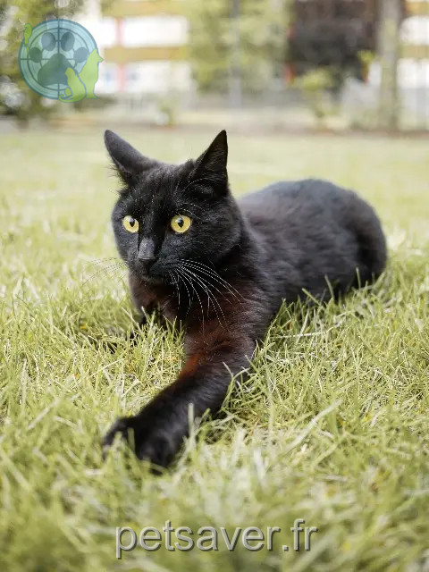 Kater vermisst Clermont-Ferrand Kun Kater lost Clermont-Ferrand Kun