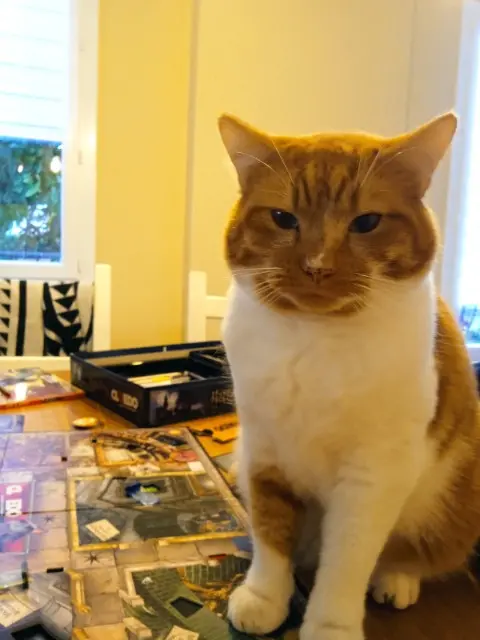chat lost    Clermont-Ferrand Maki