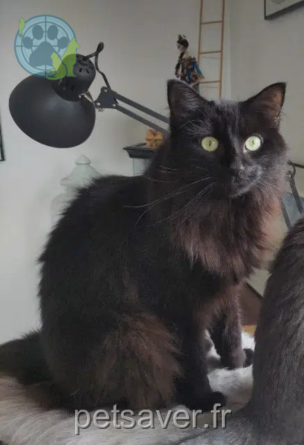 Kater lost    Clermont-Ferrand Mei