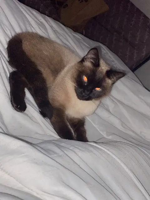 chat lost    Clermont-Ferrand Pioupiou