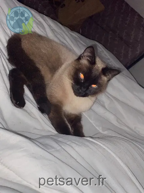 cat lost Clermont-Ferrand Pioupiou cat lost Clermont-Ferrand Pioupiou