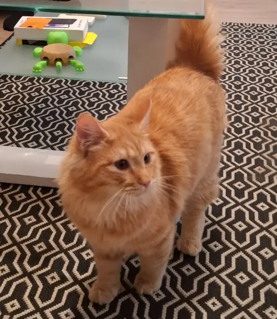 chat lost    Clermont-Ferrand Ponyo