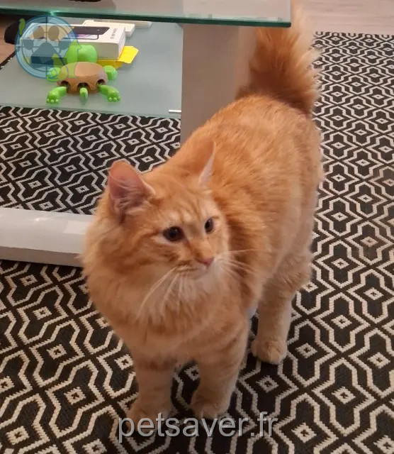 gato perdido Clermont-Ferrand Ponyo gato lost Clermont-Ferrand Ponyo