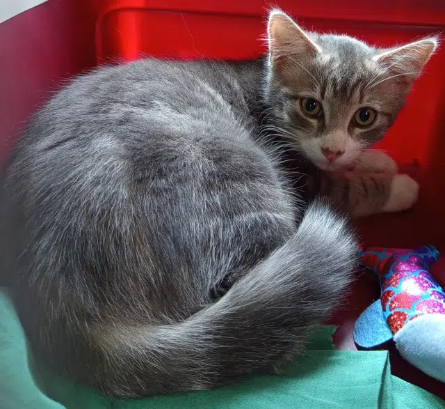 chat lost    Clermont-Ferrand Sacha