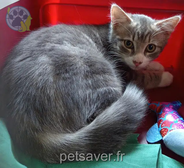 gato perdido Clermont-Ferrand Sacha gato lost Clermont-Ferrand Sacha