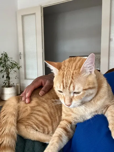 chat lost    Clermont-Ferrand Simba