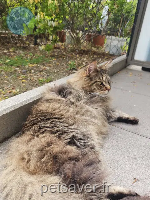 chat lost    Clermont-Ferrand Ugur