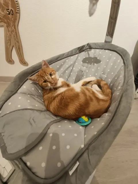 chat lost    Clermont-Ferrand Winnie