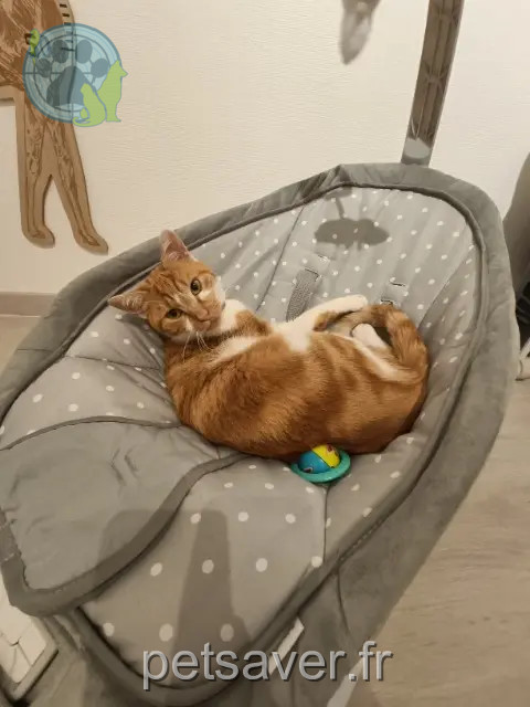 gato perdido Clermont-Ferrand Winnie gato lost Clermont-Ferrand Winnie