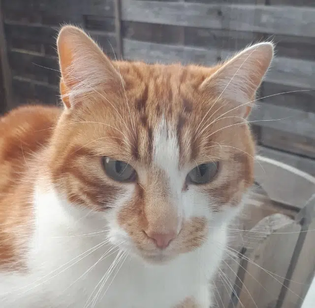 chat lost   63720 Chappes Cookie