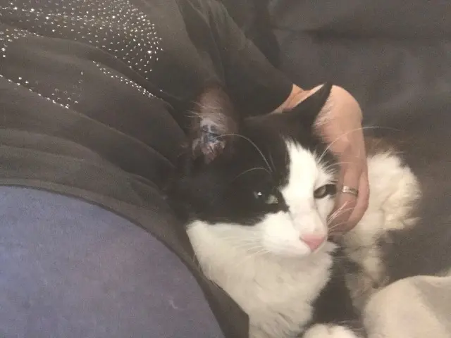 chat lost   63300 Escoutoux Cookie