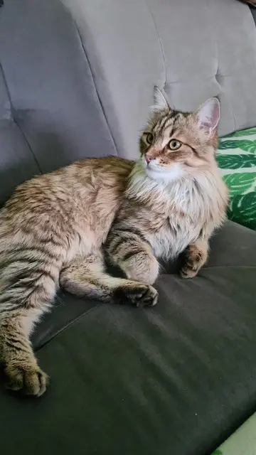 chat lost   63500 Issoire Cosmos
