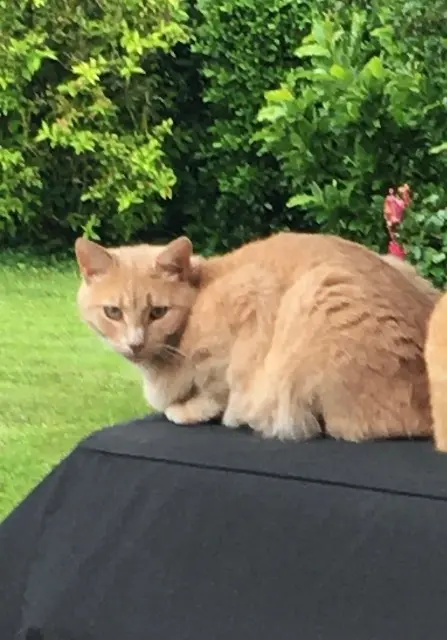 chat lost   63350 Maringues César