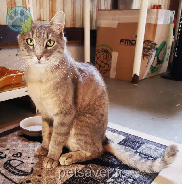 kater vermist 63480 Marat Côme kater lost 63480 Marat Côme