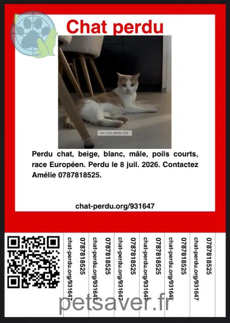 Kater lost 63800 Cournon-d'Auvergne Diabolo