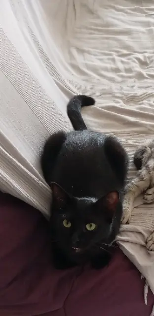 chat lost   63500 Issoire Einstein