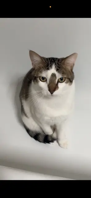 chat lost   63170 Aubière Elko