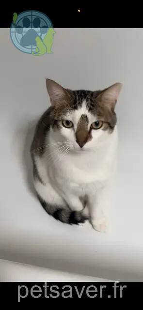 gato perdido 63170 Aubière Elko gato lost 63170 Aubière Elko