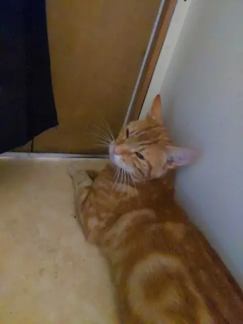 chat lost   63640 Saint-Priest-des-Champs Ganti