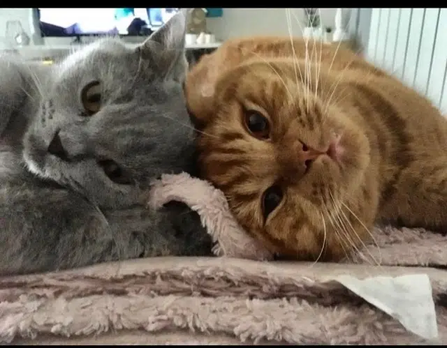 chat lost   63730 Les Martres-de-Veyre Garfield