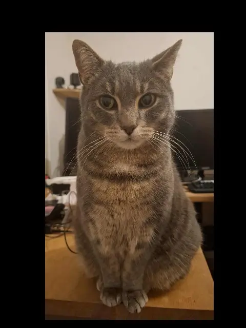 chat lost   63170 Aubière Grigri