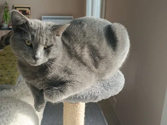 chat lost   63310 Randan Grisou