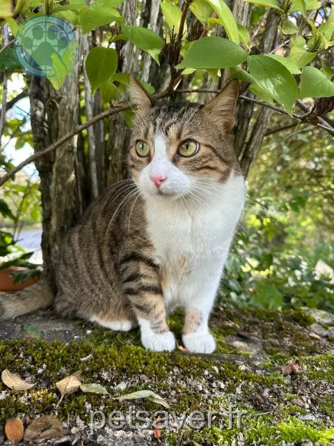 Kater vermisst 63118 Cébazat Guapo Kater lost 63118 Cébazat Guapo