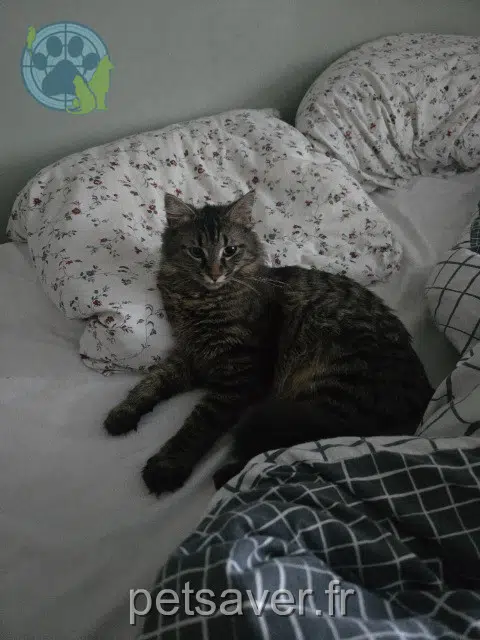 chat lost   63200 Pessat-Villeneuve Jano