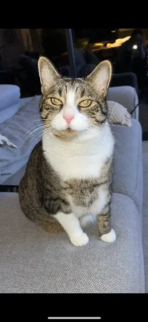 chat lost   63450 Tallende Jarvis