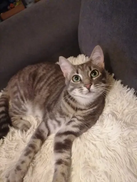 chat lost   63170 Aubière Kawaii