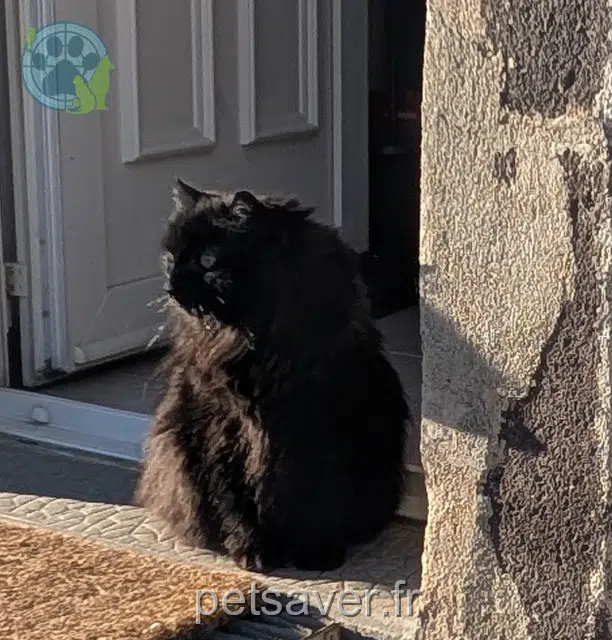 chat lost   63310 Beaumont-lès-Randan Kelso