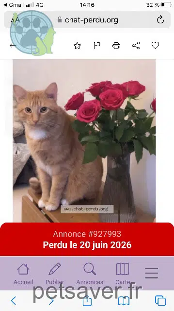 gatto lost 63800 Cournon-d'Auvergne Keta