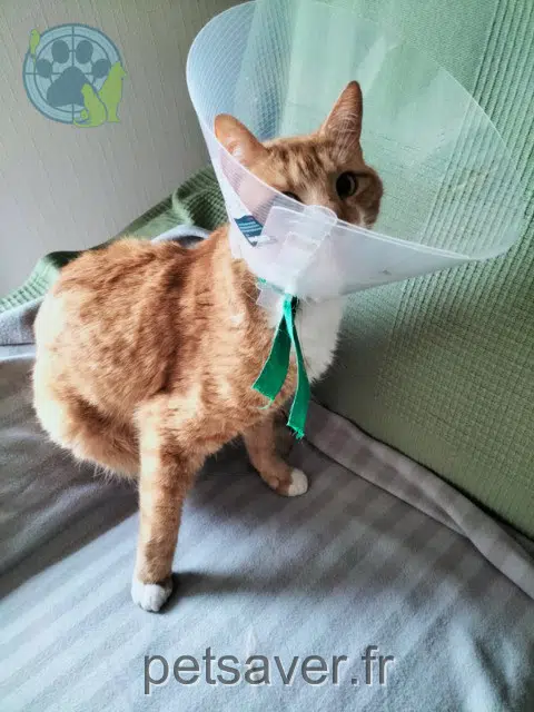 chat lost   63370 Lempdes Kikinou
