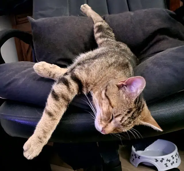 chat lost   63118 Cébazat Kobe