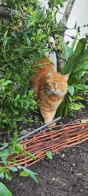 chat lost   63450 Saint-Sandoux Kyu