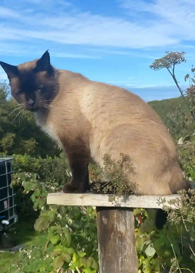 Chat Perdu 63 Puy-de-Dôme Les Ancizes-Comps - Jano Chat Perdu 63 Puy-de-Dôme Les Ancizes-Comps - Jano