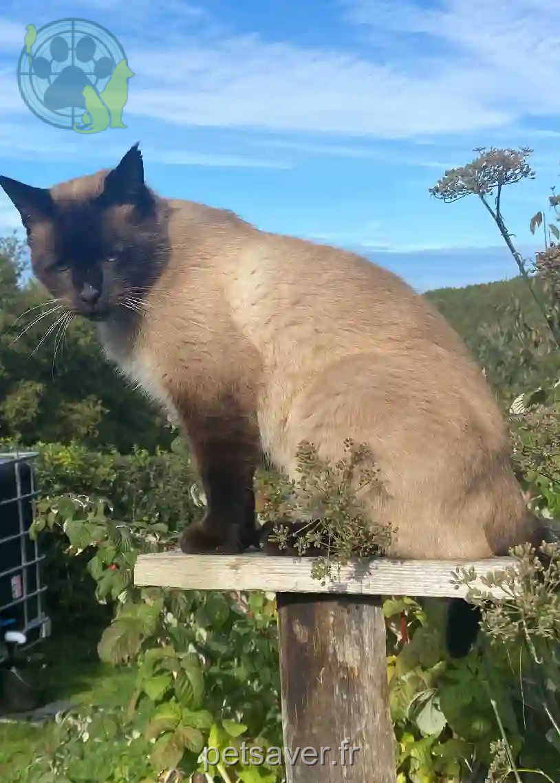 Chat Perdu 63 Puy-de-Dôme Les Ancizes-Comps - Jano Chat Perdu 63 Puy-de-Dôme Les Ancizes-Comps - Jano